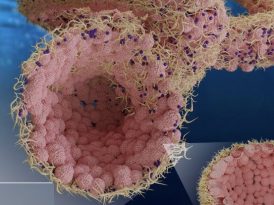 Aquabots in medicine