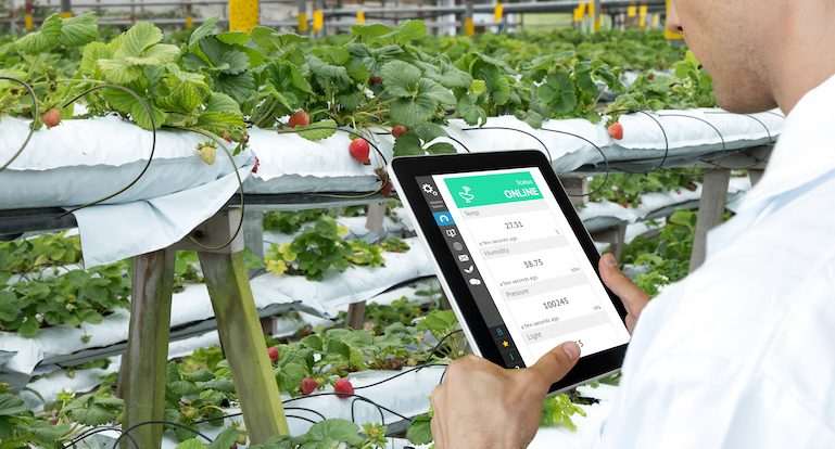 Smart agriculture, farm , sensor technology concept