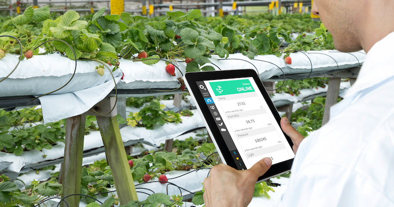 Smart agriculture, farm , sensor technology concept